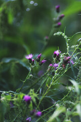 purple burdock or thistle flower in the field close up view