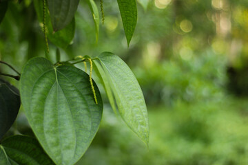 Black pepper plant close up leaves and blur background.