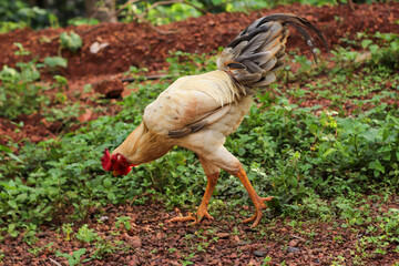 Rooster walking and eating in the ground.