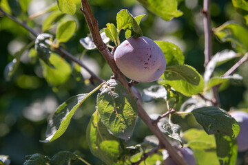 Plums on a branch