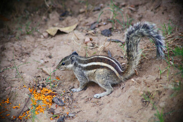 Chipmunk sit on the ground
