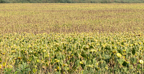 Chain with sunflower. The sunflower must be harvested