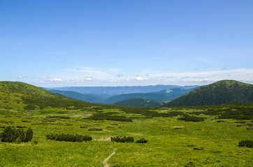 Fototapeta na wymiar Beautiful summer landscape of Carpathian mountains from Chornohora ridge. Spruces on hills, cloudy sky and green meadow. Travel destination scenic