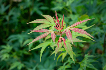 Maple leaves that have just turned red in autumn