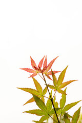 Maple leaves that have just turned red in autumn