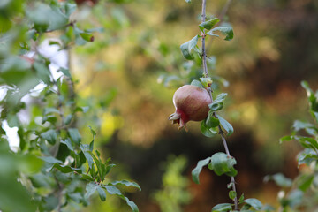 Ripe pomegranate fruit on tree branch, soft focus, bokeh