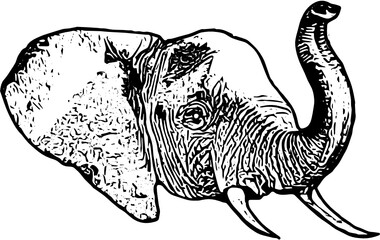 Vector illustration of an Elephant