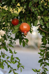 Ripe pomegranate fruit on tree branch, soft focus, bokeh