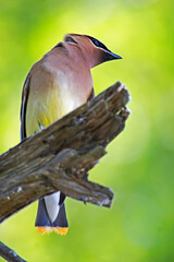 Cedar Waxwing