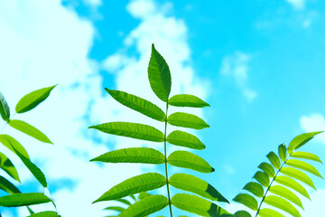 Abstract nature background. Green leaves over blue sky background.