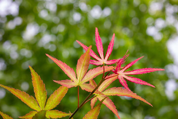 Maple leaves that have just turned red in autumn