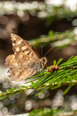 Small brown butterfly sits on a pine branch against a blurred brown background