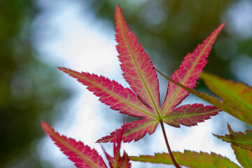 Maple leaves that have just turned red in autumn