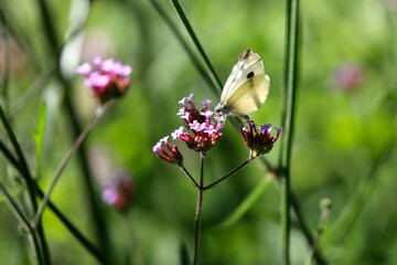 Argentinisches Eisenkraut Pflanze (Verbena bonariensis) mit Schmetterling Kohlweißling als close up detail