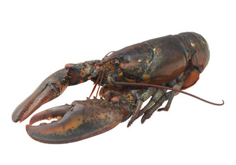 Fresh raw lobster isolated on white background, American lobster (Homarus americanus)