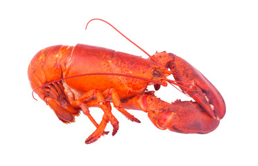 Cooked lobster isolated on white background, American lobster (Homarus americanus) 