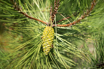 Young green cone of  maritime pine.  Pinus pinaster.  The Landes forest in France. 