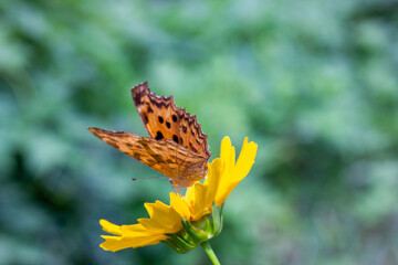 Butterfly on yellow flower