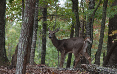 White Tail Deer in the woods