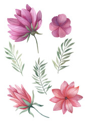 Botanical illustration of pink and purple flowers with greenery leaves and branches. Hand drawing floral Design elements set. Flower and green leaves. Wedding concept - flowers. Floral poster, invite