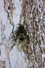 A cicada is lying on the tree