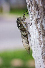 A cicada is lying on the tree