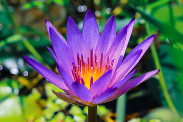 Close up purple lotus or water lily flower blooming against with morning sun light in pond with green leaves background. Water lily flower for wallpaper. Chandpur, Bangladesh / 2020.