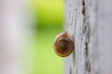 A snail crawling on the tree