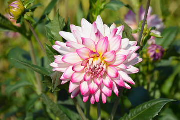 Wonderful single white pink Dahlia flower on the green background on a sunny day