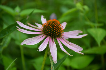 Closeup view of single Echinacea purpurea Magnus (Coneflower) flower, bright pink flower on the green background