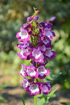 Amazing flowering plant Penstemon &lsquo;Pensham Czar&rsquo; (Penstemon, family: Plantaginaceae) with large purple bell-shaped, foxglove-like blooms flowers and pure white throats