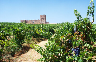 Fototapeta na wymiar vineyard near valongo castle, south of Portugal
