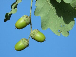 oak Durmast Oak tree german oak acorn
