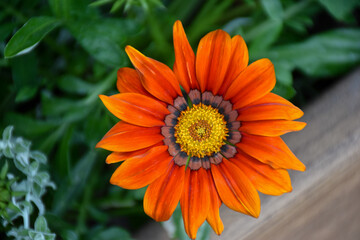 Beautiful single Orange Gazania (Treasure Flower or African Daisy) flower 