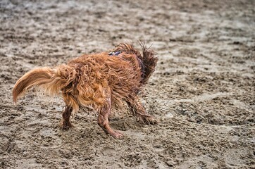 Dog play and romp on the dog beach in Langenhagen near Hannover at the Silbersee