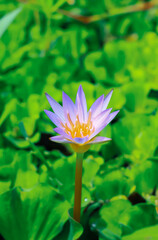 Obraz premium Close up purple lotus or water lily flower blooming against with morning sun light in pond with green leaves background. Water lily flower for wallpaper. Chandpur, Bangladesh / 2020.