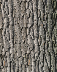 oak Durmast Oak tree german oak acorn