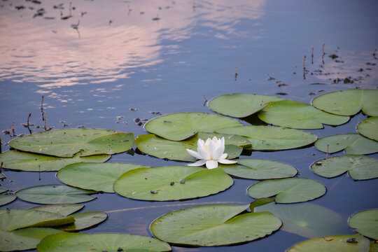 Beautiful White Water Lily flower with green Lily Pads  in the lake 