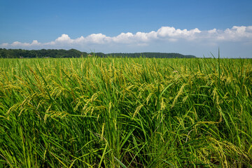 田園風景