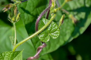 Beautiful heart shaped green leaf in the garden on a sunny day, natural background