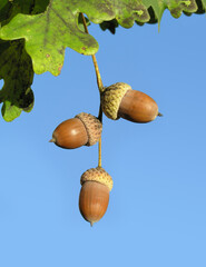 oak Durmast Oak tree german oak acorn