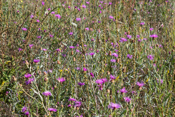 In summer, various bright flowers bloom in the meadow..