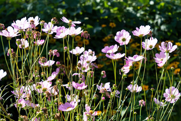 Obraz na płótnie Canvas On a bright day, pink cosmos flowers bloom in the light of the sun.