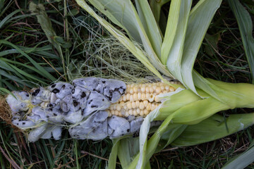Ear of corn affected by corn (blister) smut is a plant disease caused by the pathogenic fungus Ustilago maydis..