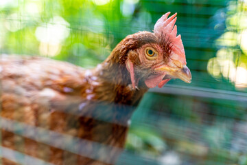 Rooster in a cage