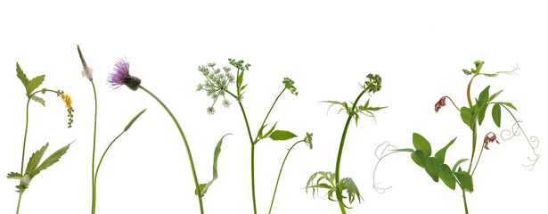 Few stems of various meadow grass with flowers and inflorescences on white background - obrazy, fototapety, plakaty