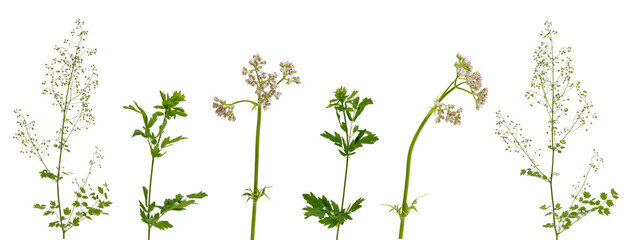 Few stems of various meadow grass with flowers and leaves on white background