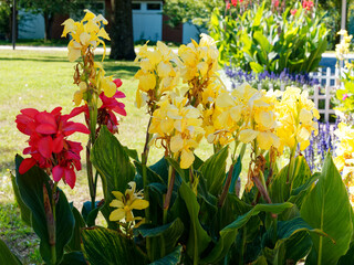 Canna indica | Canna ou conflore aux fleurs rouges et jaunes  sur de hautes tiges entourées de...