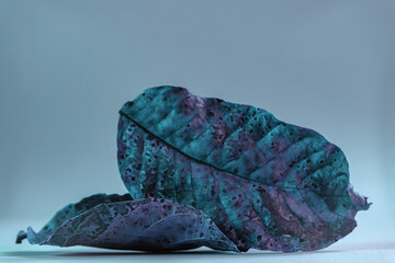Close up Beautiful faded old leaf in neon light. Minimalism autumn style concept. Background...