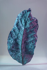 Beautiful faded old one leaf in neon light. Minimalism autumn style concept. Background pattern for...